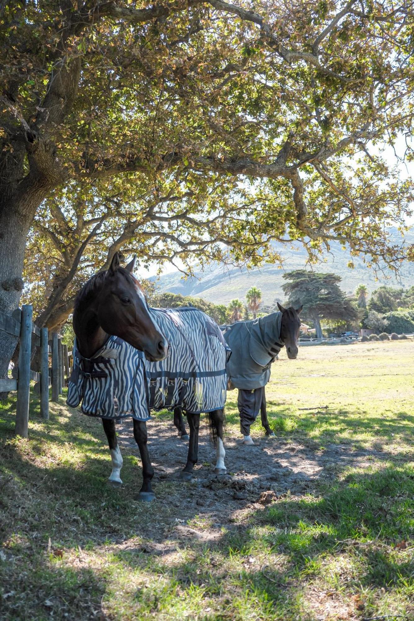 No2 Merlot ケープタウン エクステリア 写真